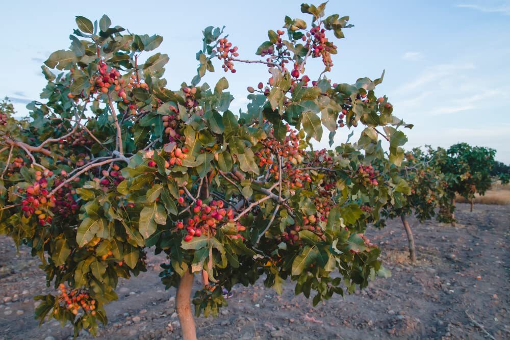 6 Pistachio Nut Tree Seeds for Planting – Pistacia Vera