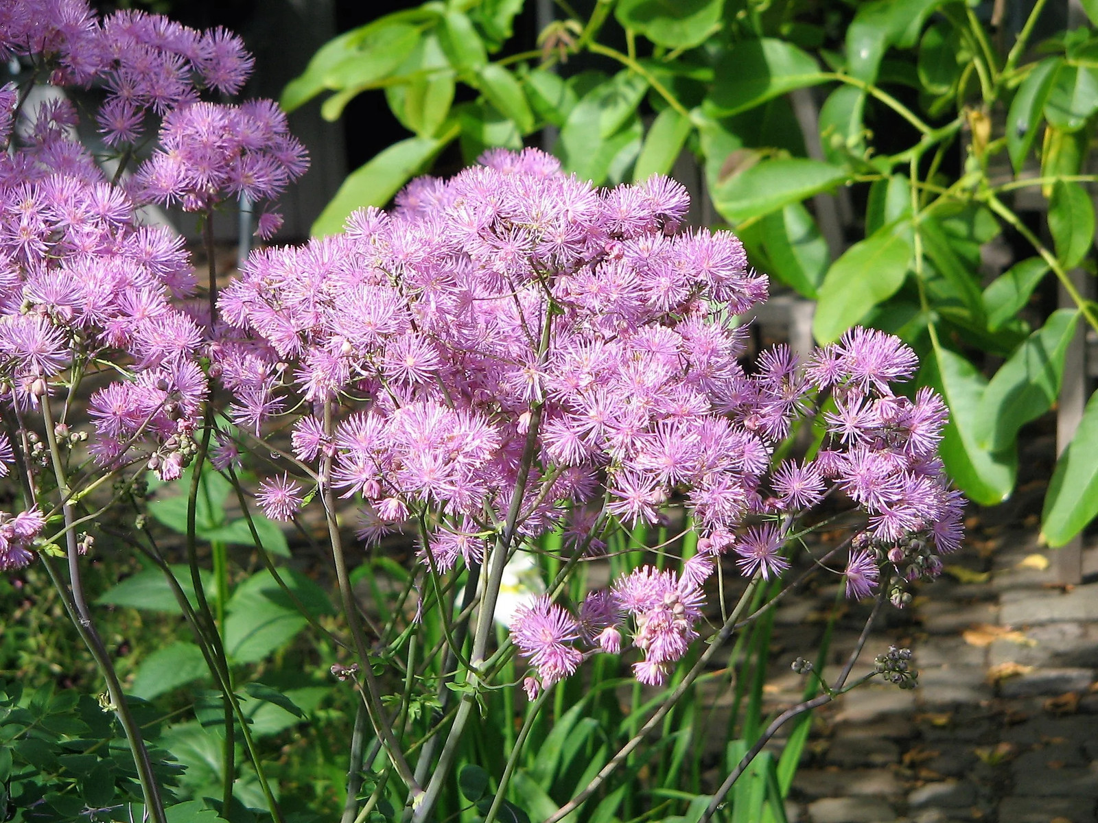5 COLUMBINE MEADOW RUE Thalictrum Aquilegifolium Purple Pink Flower Seeds