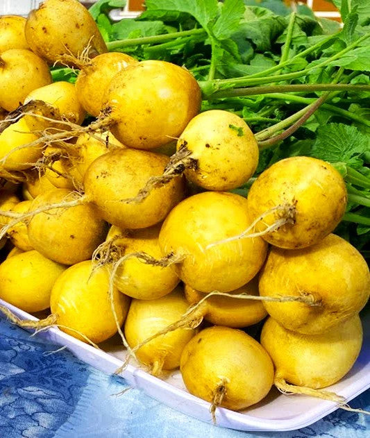 Golden Helios Radish Seeds – For 2025 Planting Raphanus Yellow Globe Sun