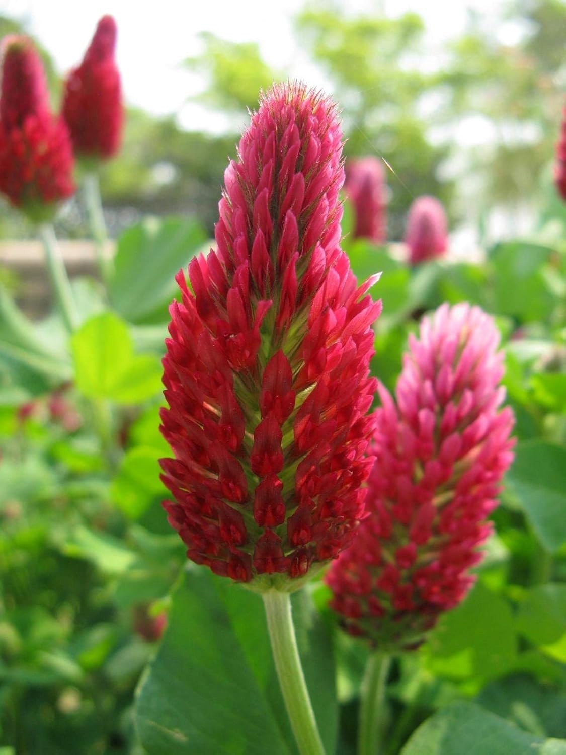 Three-Part Clover Mix for Beauty & Cover – 5lb