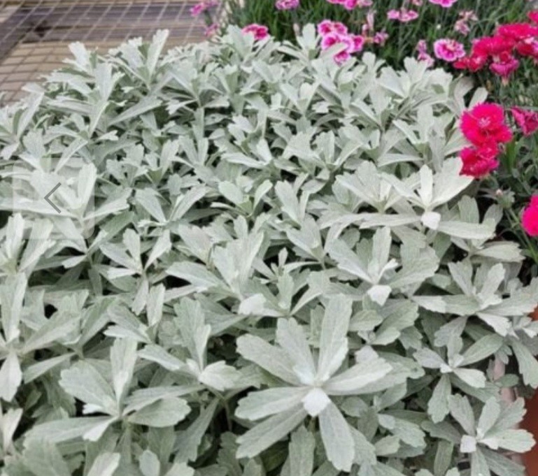 Ghostgarden Artemisia