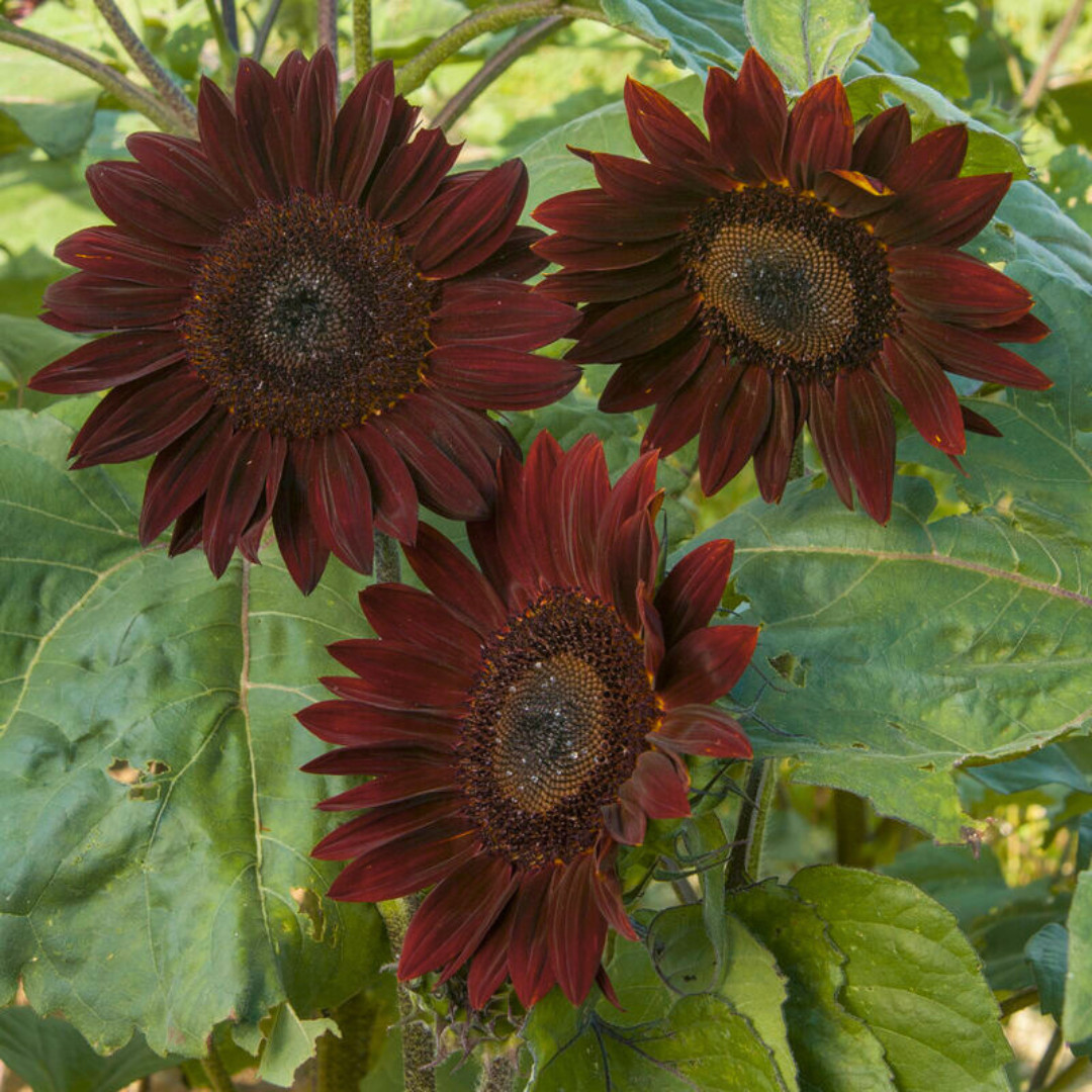 Fresh Premium Chocolate Cherry Sunflower Seeds | Heirloom Non-GMO | Flower Seed