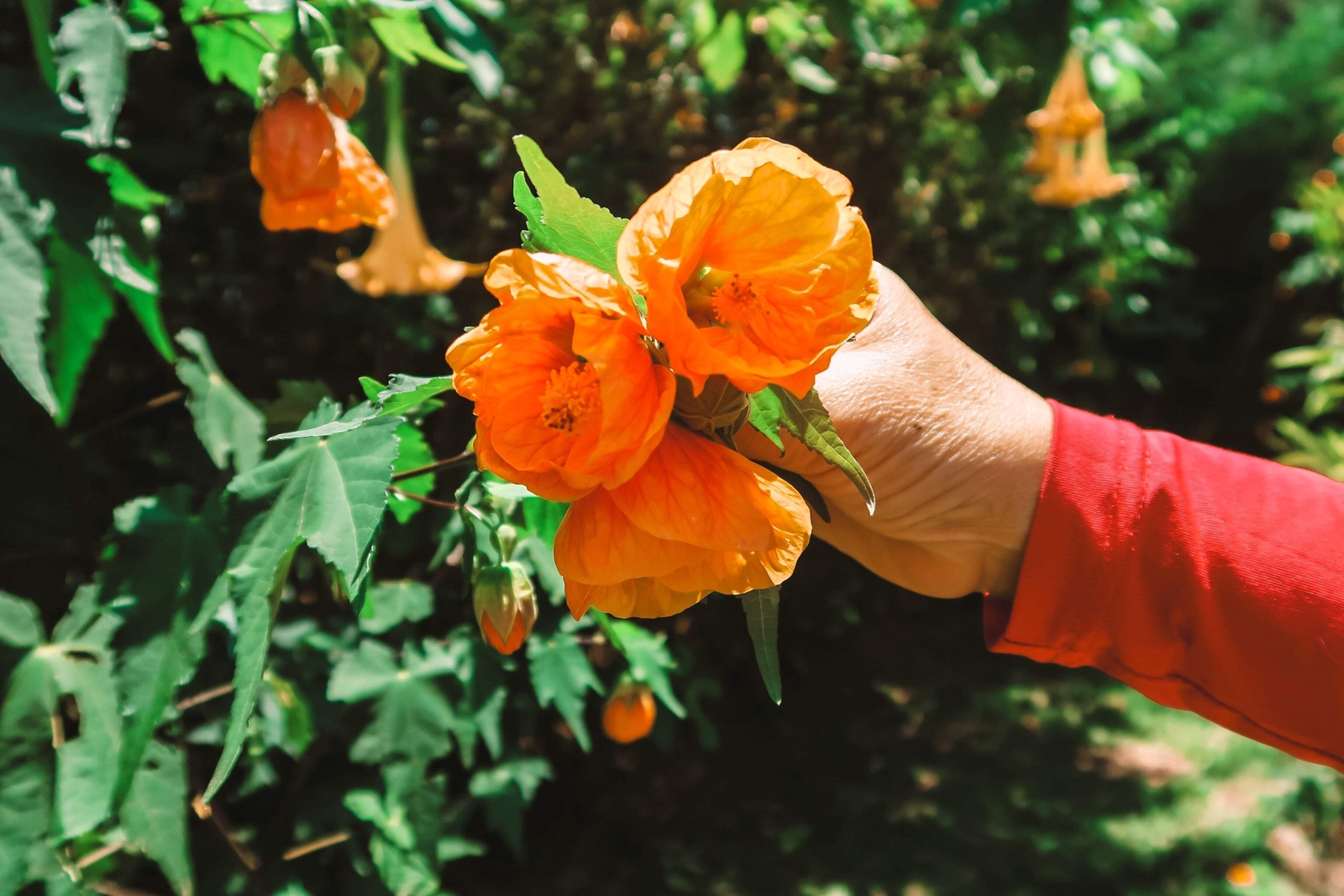 30 Mixed Colors FLOWERING MAPLE Abutilon Hybridum Chinese Bell Flower Tree Seeds