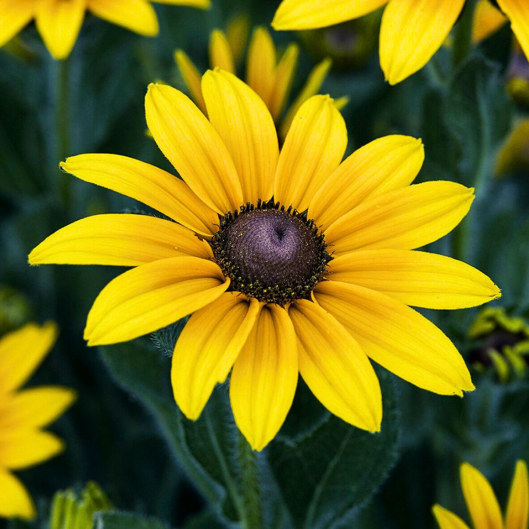 Fresh Premium Elegant Black Eyed Susan Seeds | Heirloom Non-GMO | Flower Seeds