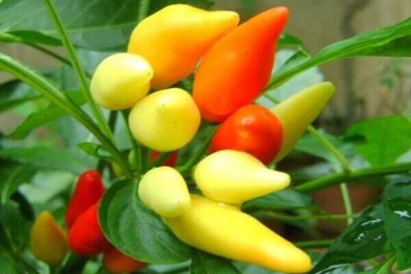 15 Chiltepin Birds Eye Pepper Chili Heirloom Seeds VERY HOT, FREE SHIPPING