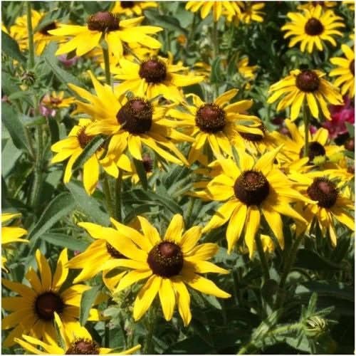 Black-Eyed Susan Seeds For Planting (Rudbeckia hirta)