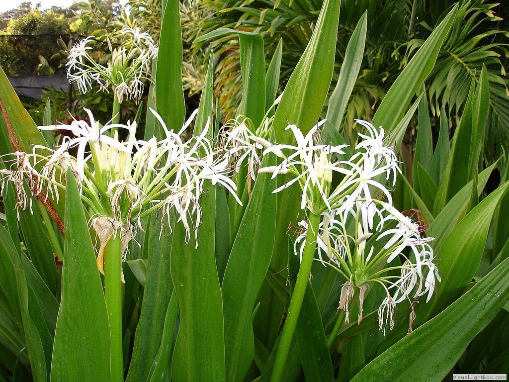 Crinum Lily, C. Asiaticum, Giant White Spider Lily 5 bulbs/seeds