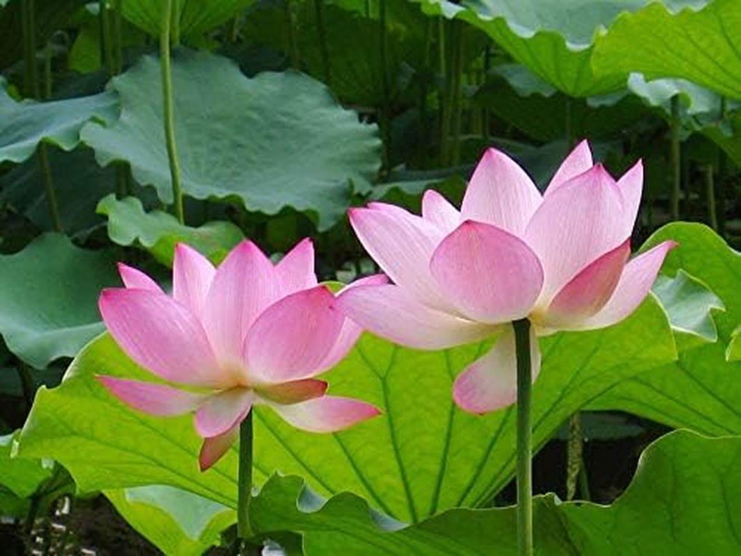 Lotus Flower Seeds for Home Planting Ornamental, Mixed Pink & Red Flower, Can Pu