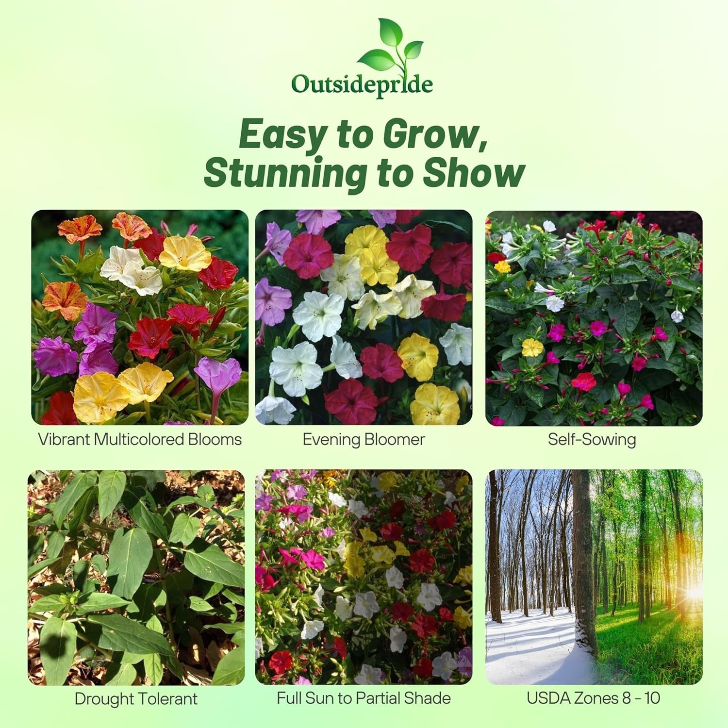 1 LB Four O’ Clock Seeds – Mirabilis Jalapa Wildflower Seed Mix