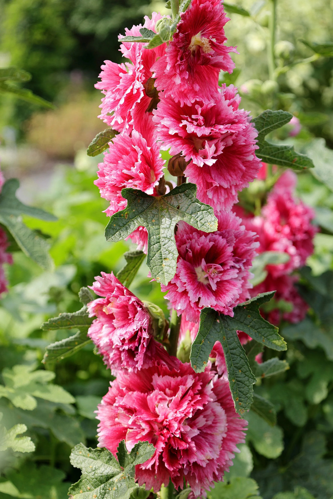 Summer Carnival Hollyhocks Seeds |Alcea Rosea Rose Holly Garden Flower Seed 2024