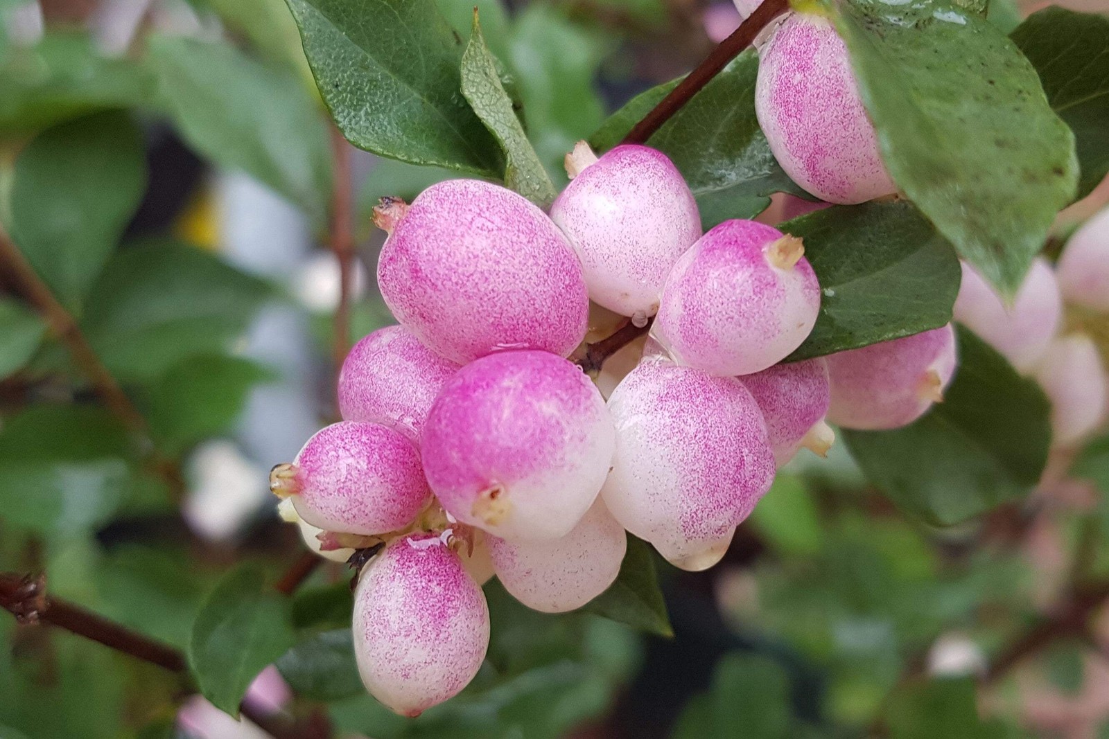 30 WESTERN SNOWBERRY Shrub White Pink Flower Symphoricarpos Occidentalis Seeds