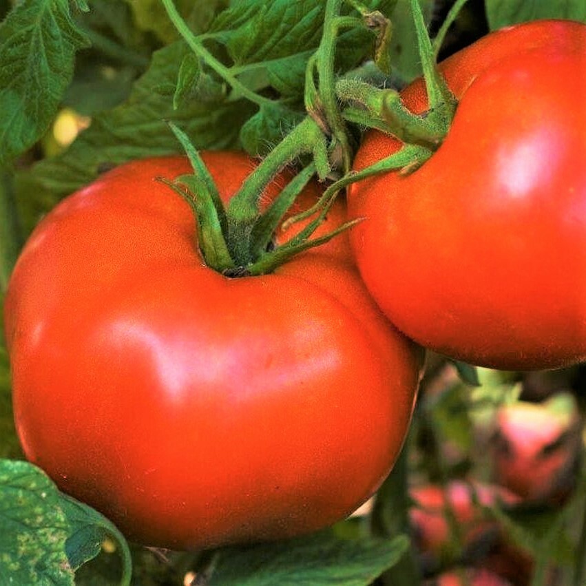 Rutgers Tomato Seeds | New Jersey Best Flavor Heirloom Fruit Vegetable Seed 2024