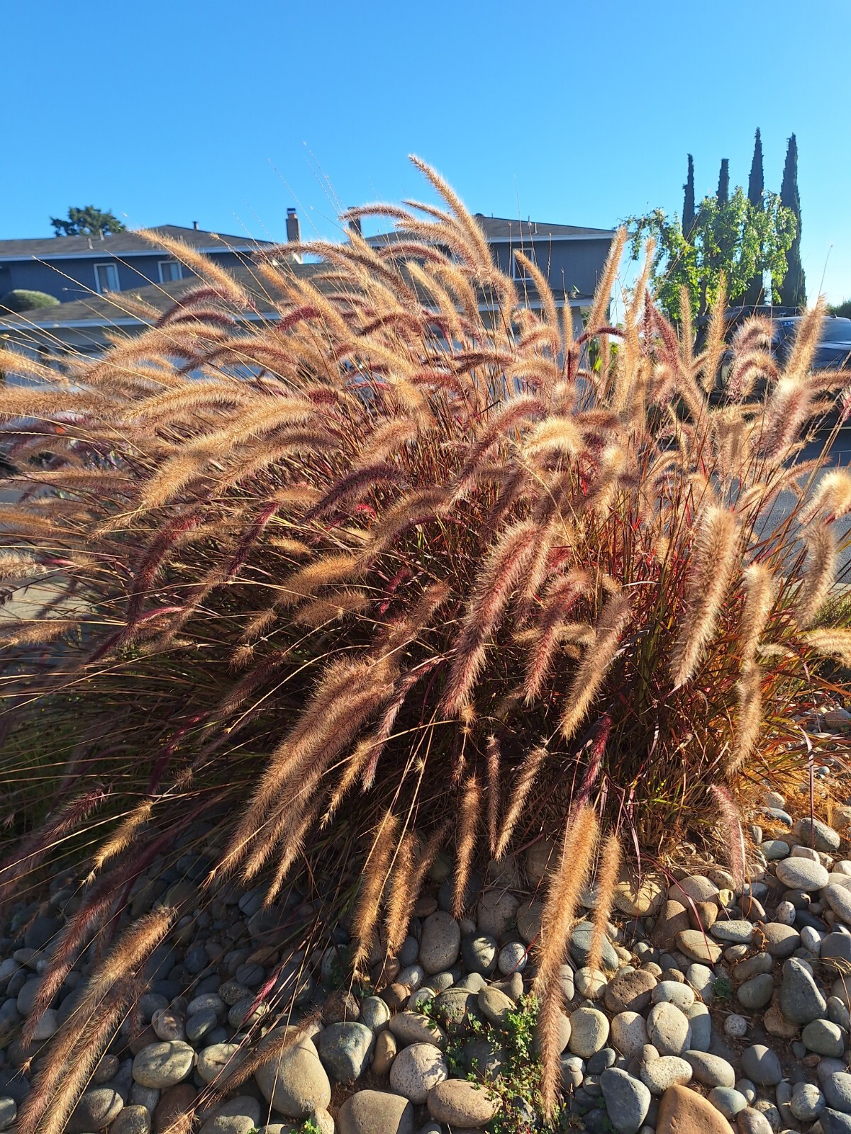 50 PURPLE FOUNTAIN GRASS Ornamental Pennisetum Setaceum Dark Burgundy Flower See