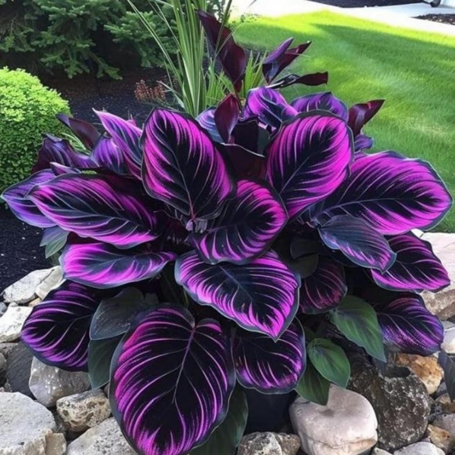 Hosta Seeds for Planting Mix 100Pcs– Beautiful Shade Perennial Plants – Easy to