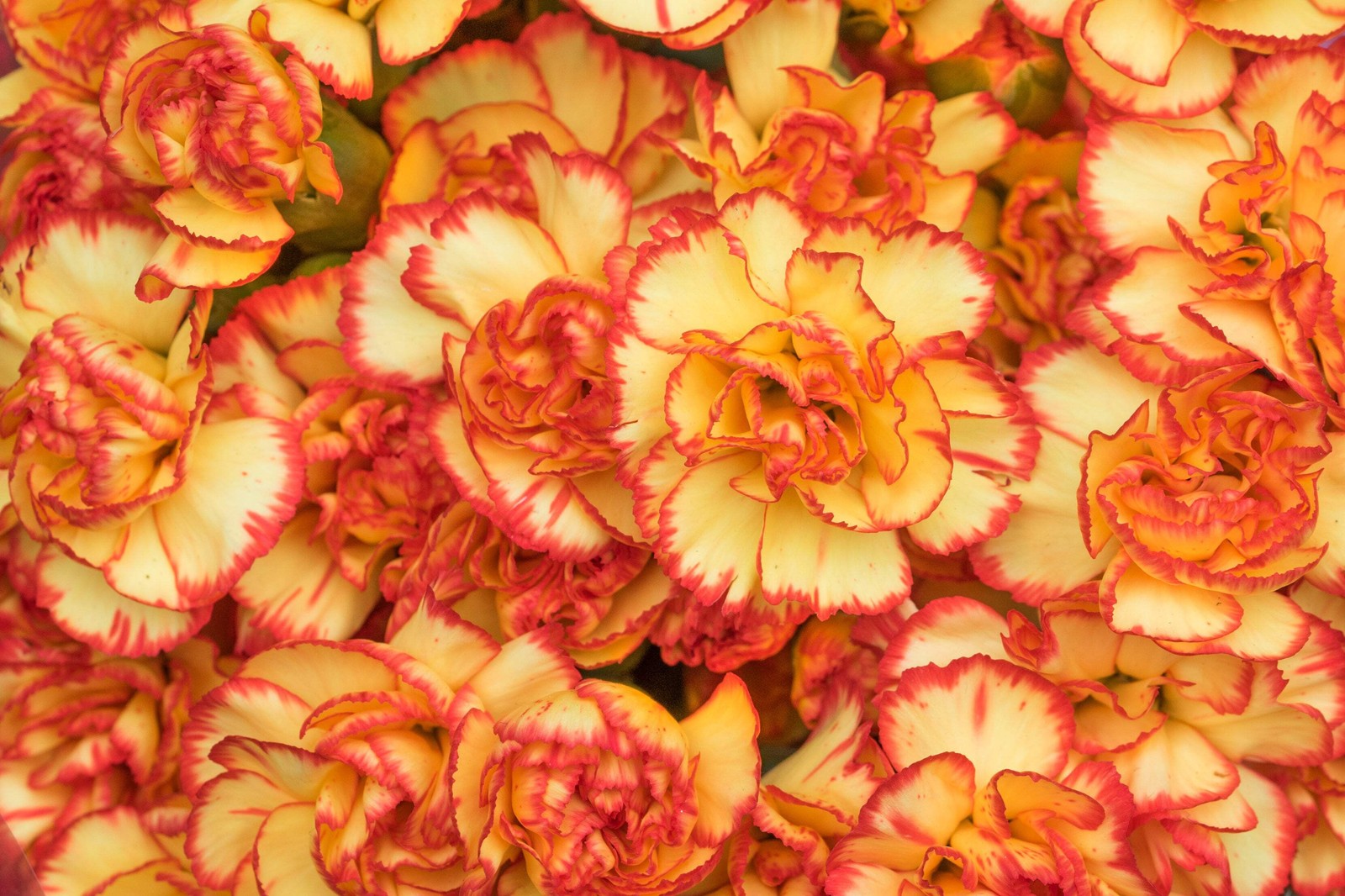 100 Mixed CARNATION / DOUBLE DIANTHUS Chinensis Flower Seeds *Comb S/H
