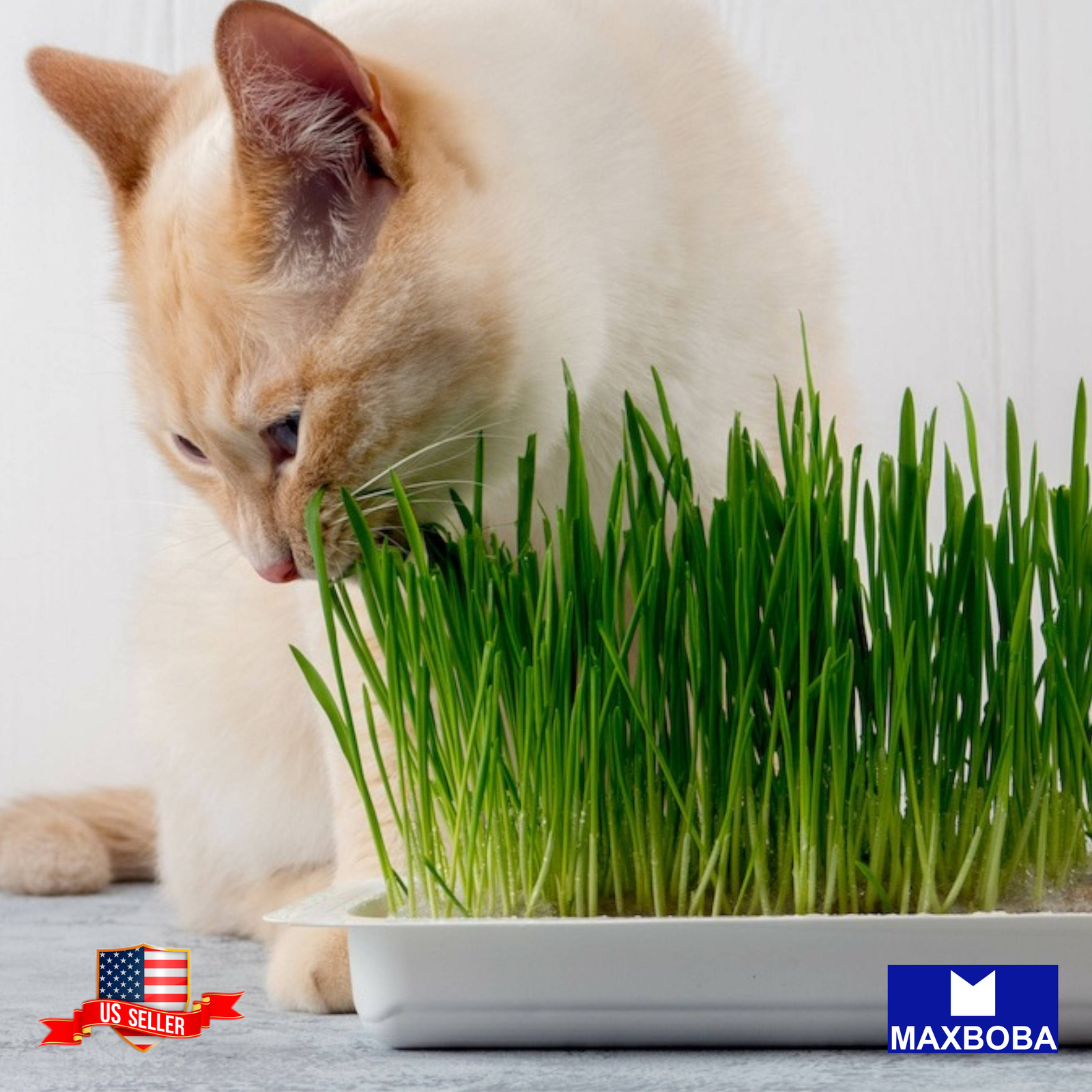 Cat Grass Seeds – Wheatgrass (Organic) Non-GMO Heirloom