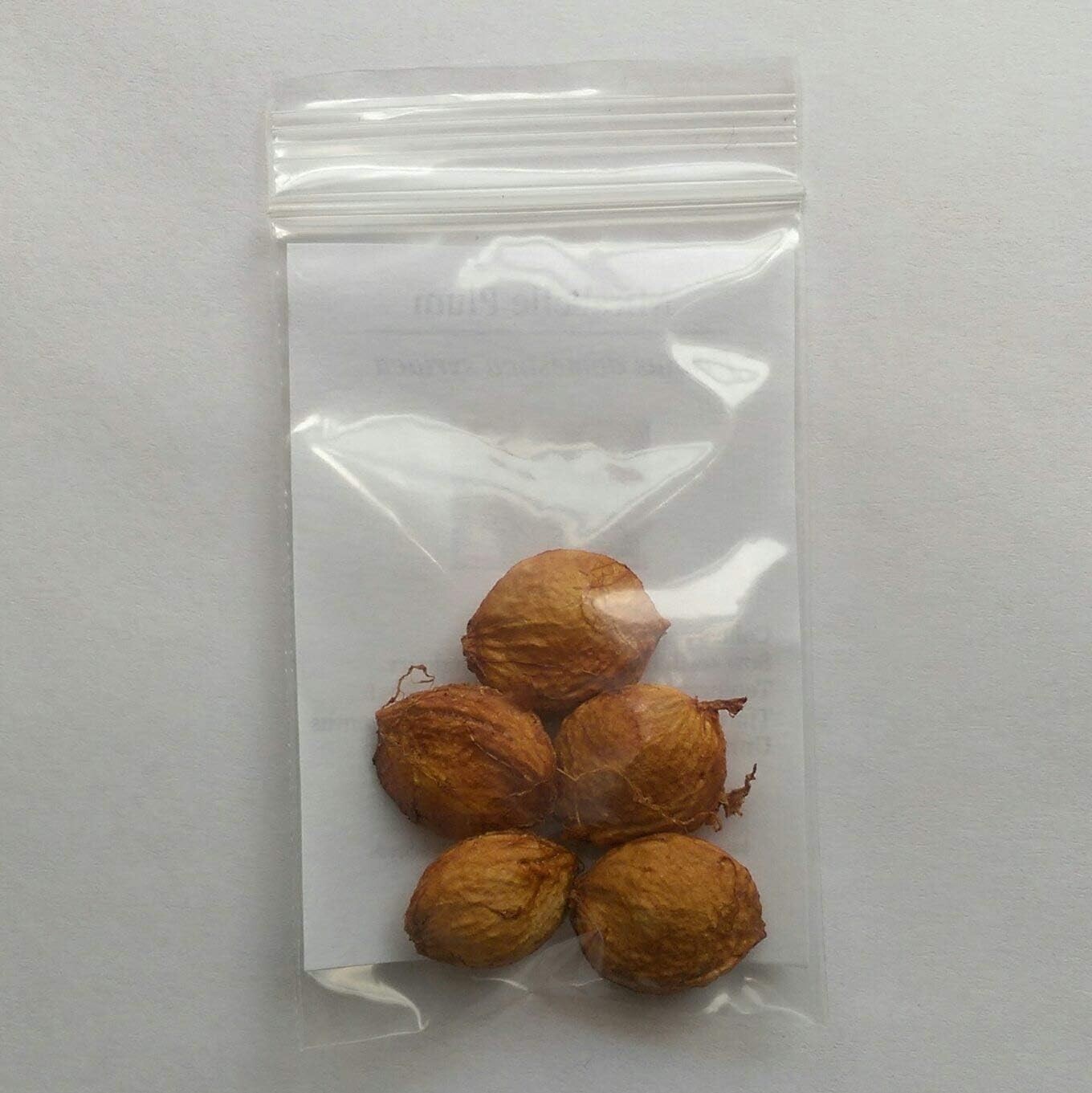 Mirabelle Plum – 5 Seeds – Prunus domestica syriaca