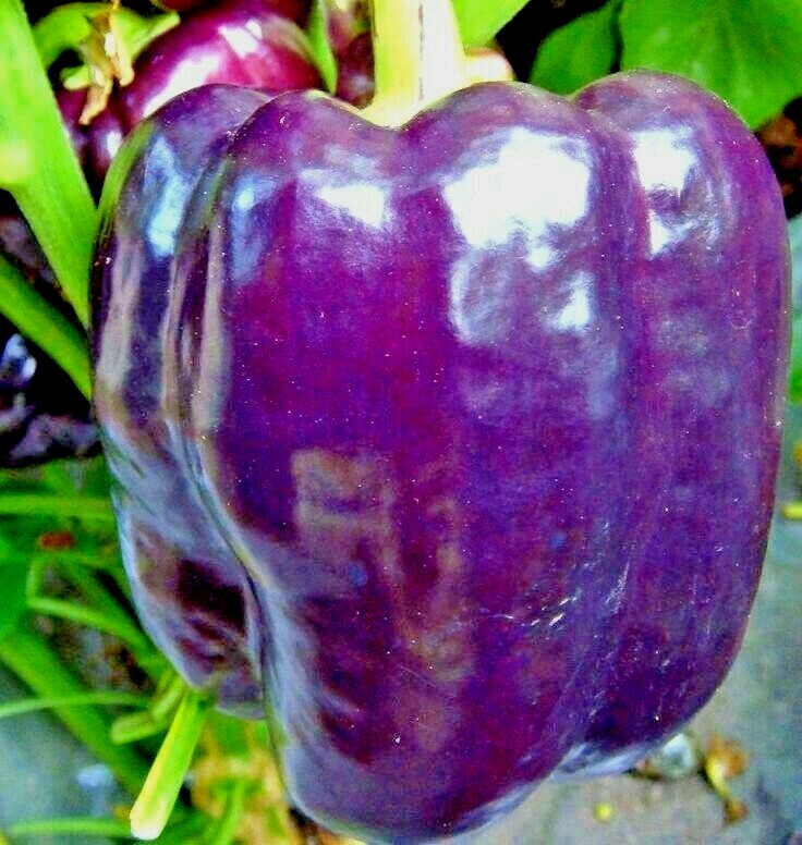 101+PURPLE Beauty Sweet BELL PEPPER Seed Organic Vegetable Garden Container Easy