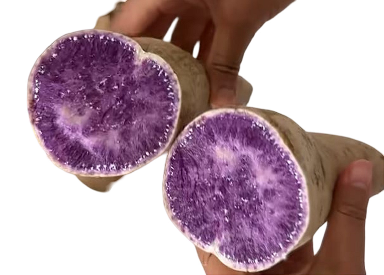 10 Hawaiian Purple Sweet Potato Slips – 10 Live Cuttings Slips Ready to Plant