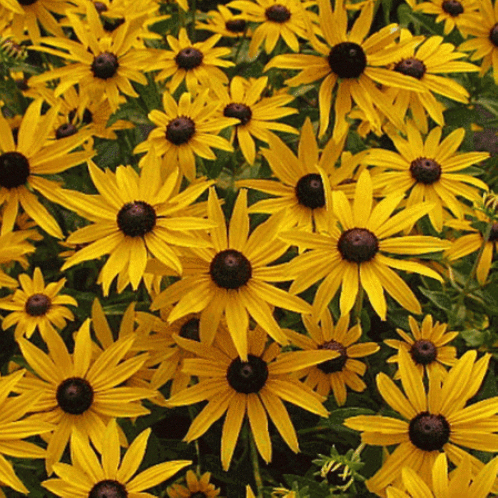 One Black Eyed Susan Rudbeckia Fulgida 1 year old dormant plant