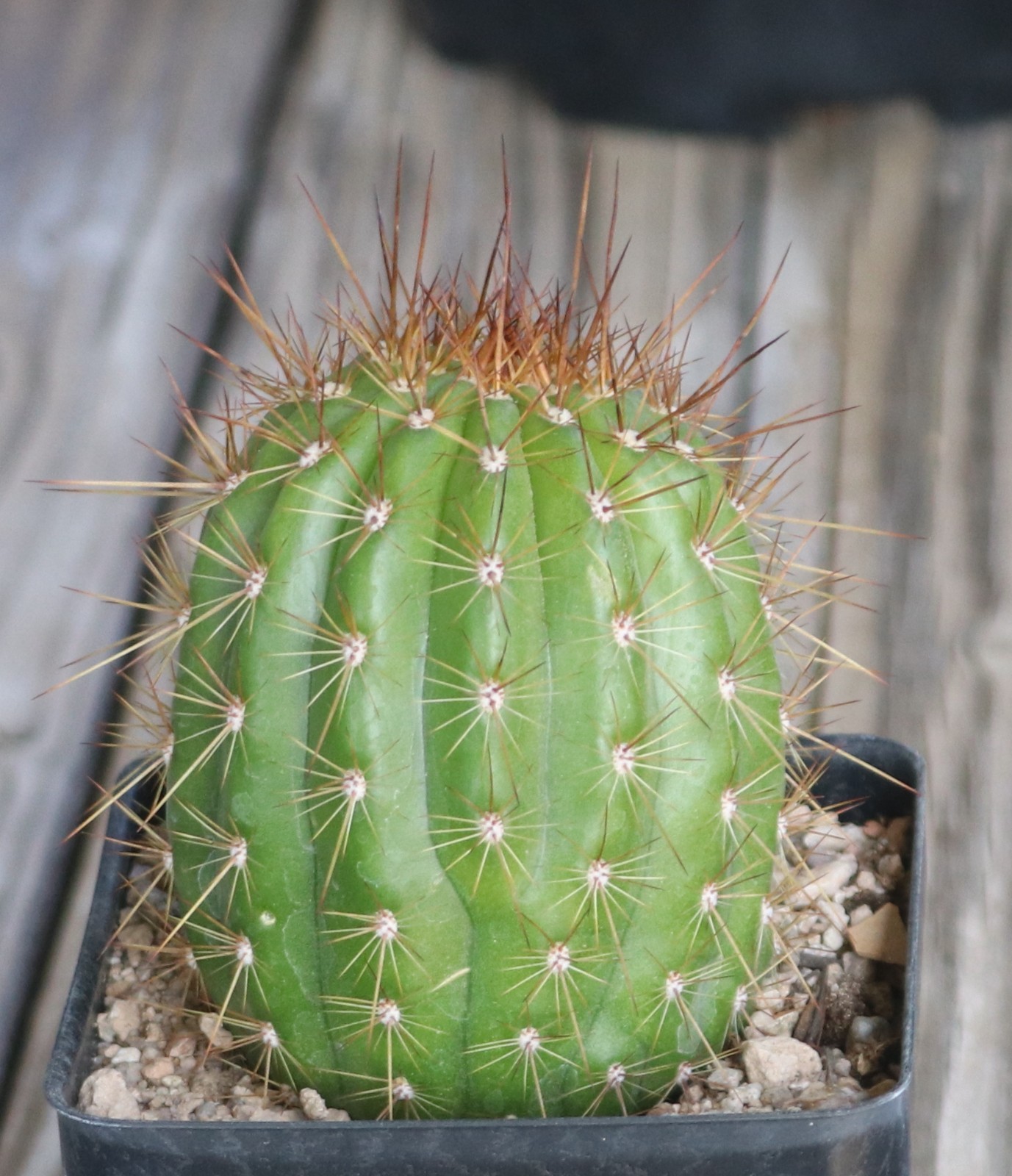 Tricho hybrid ‘Apricot Glow’