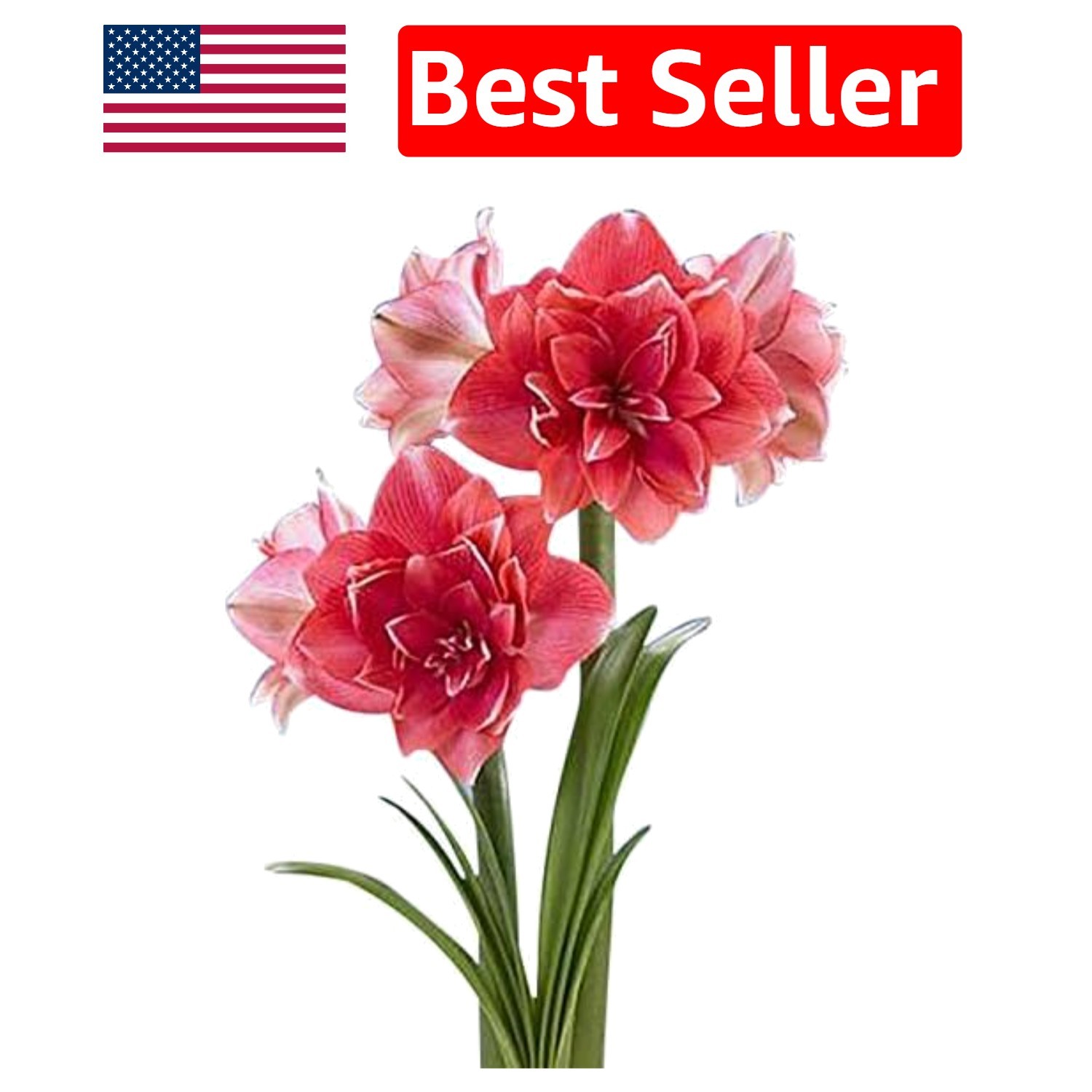GMO-Free Double Pink Amaryllis Bulb – Pet Friendly, Perfect for Winter Blooms