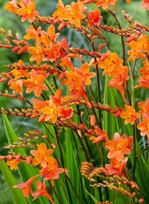 Crocosmia – Bulbs – Set of 4 Bulbs