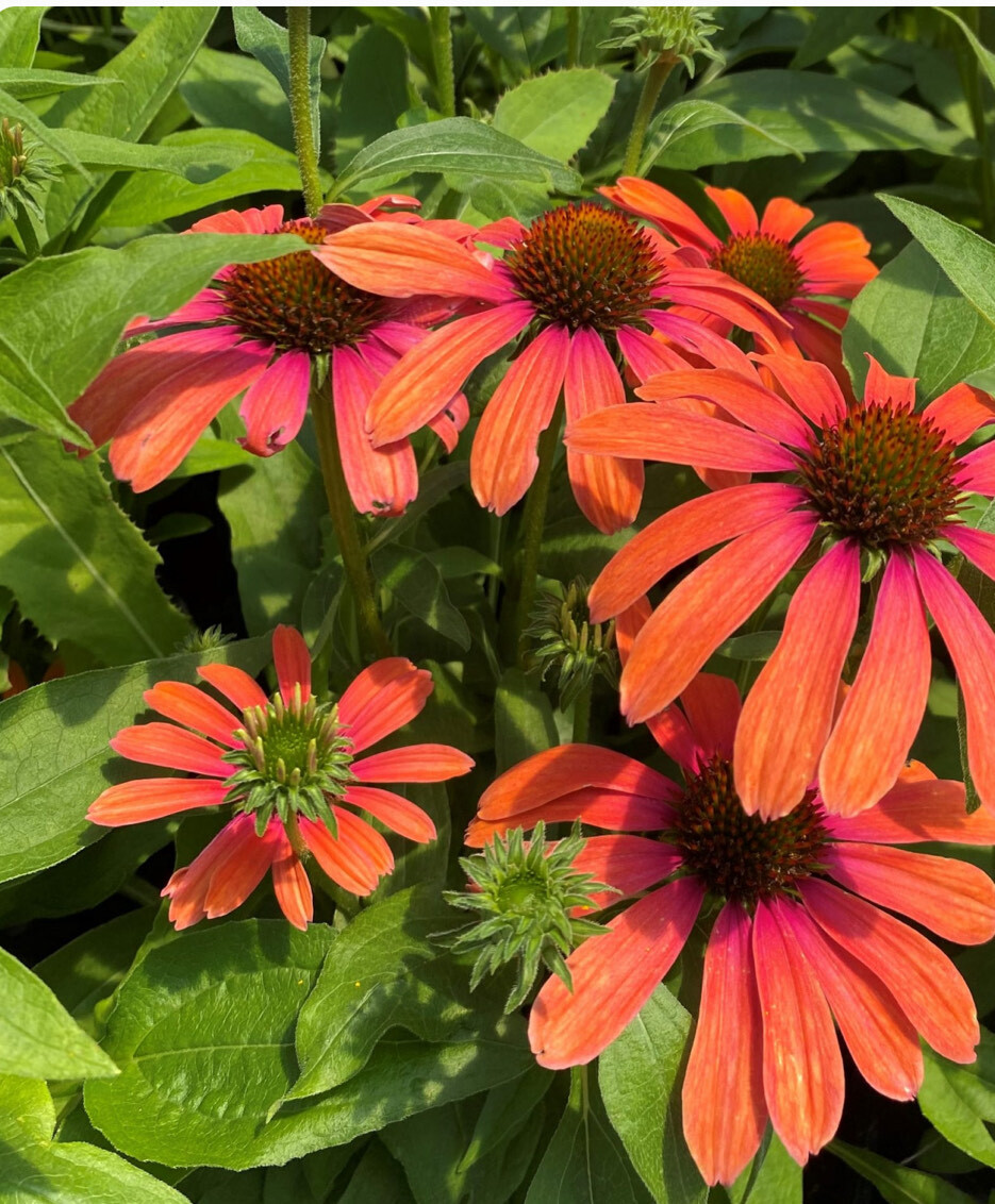 Coneflower Echinacea Seed Mix – NON-GMO – Free Shipping
