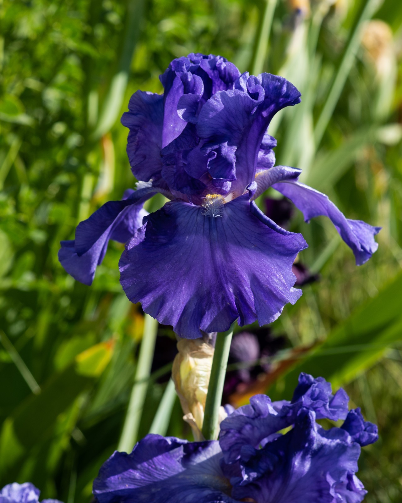 **SEA POWER* Tall Bearded Iris. Pre-Order, Fresh Dig, Combined Ship: Jul – Sep