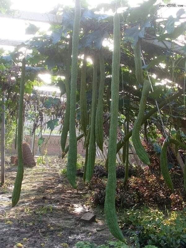 Extra Long Luffa And Bitter Melon And Long Yard Bean 100 Seeds