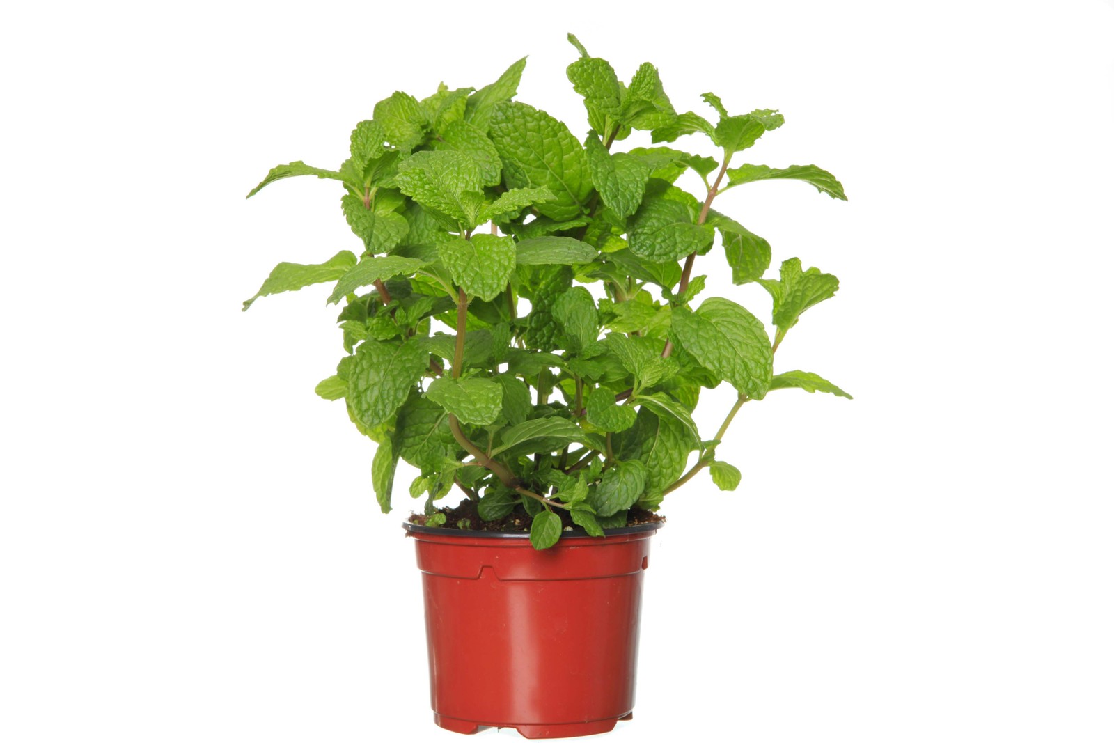 250 PEPPERMINT MINT Mentha Piperita Herb Flower Seeds