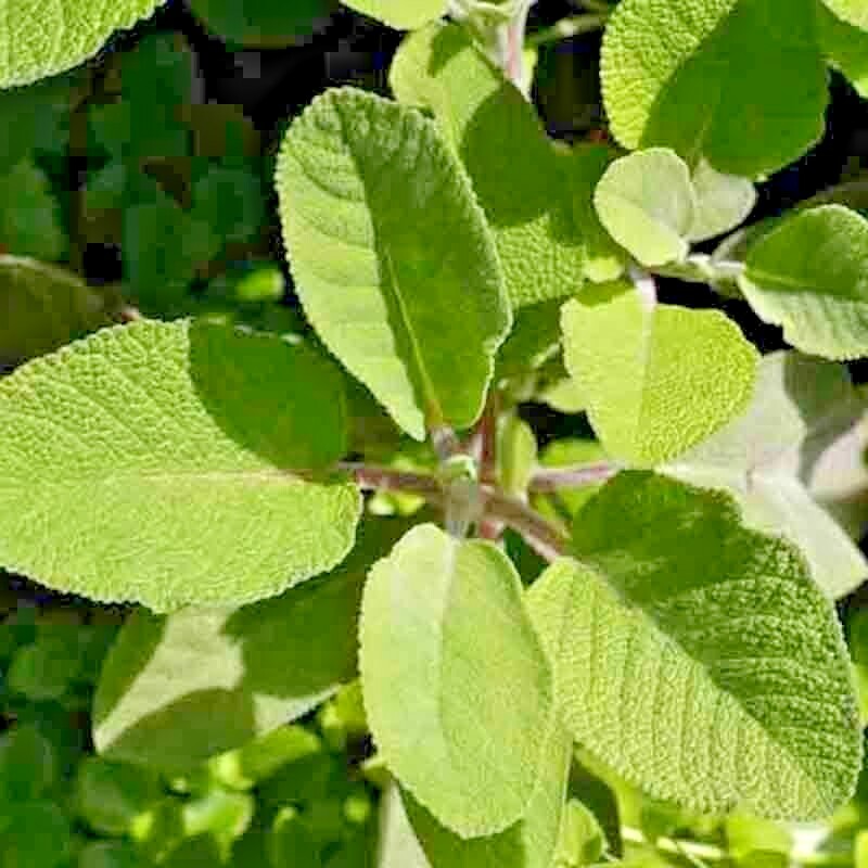 100+ SAGE SEEDS MOSQUITO REPELLENT HERB SPRING PERENNIAL HEIRLOOM DEER RESISTANT