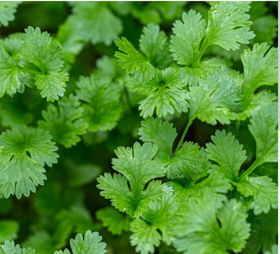 500 Asia Cilantro Seeds |Coriander Seeds