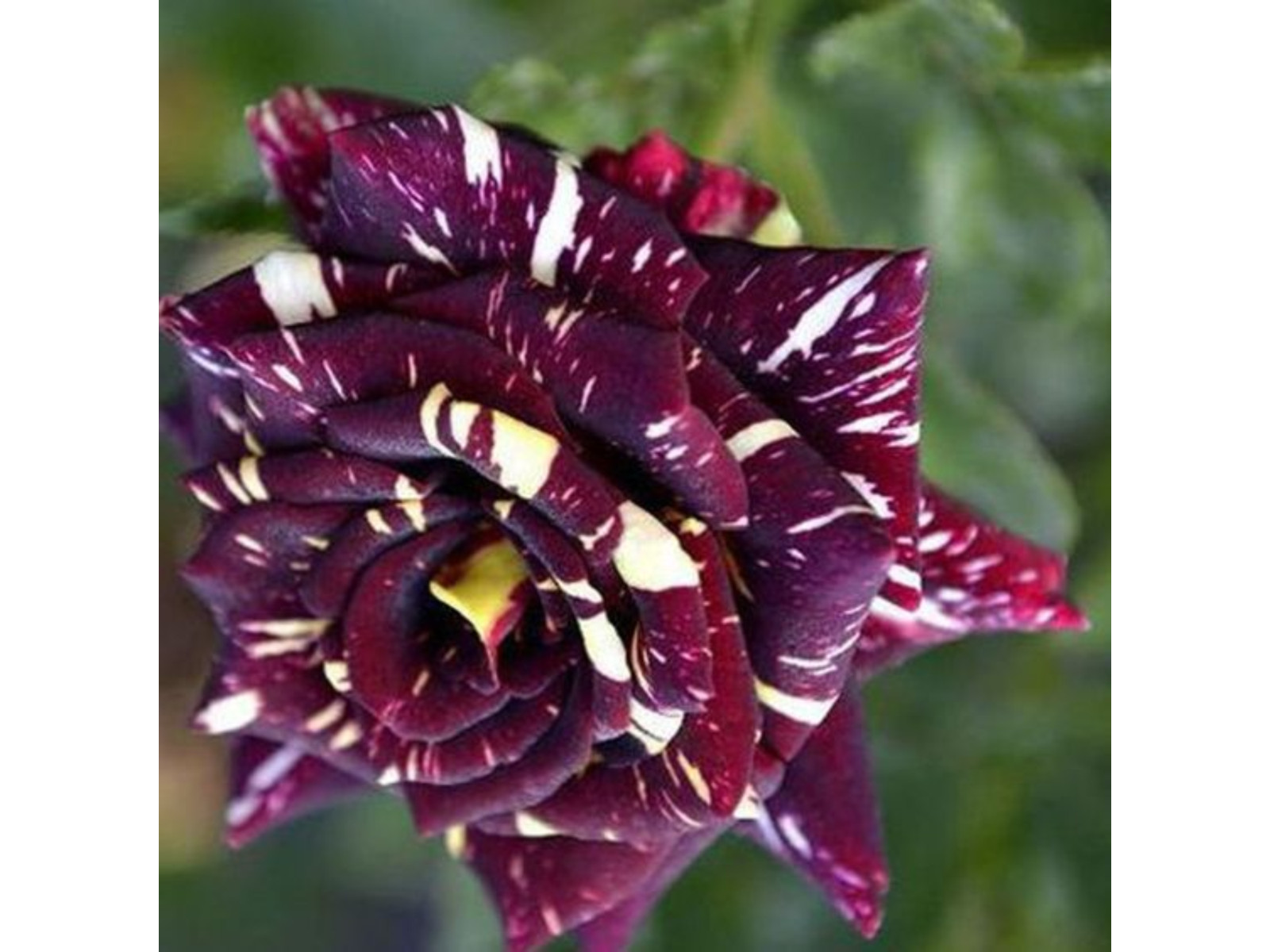 30+ Seeds| Mix Perennial Rose Seeds- Asian #1060
