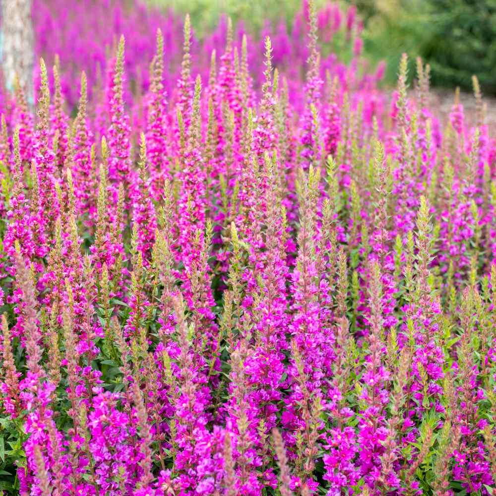 1000 Seeds Pink Sage Salvia Seed For Planting – Salvia Pink Sunday Flower Seed