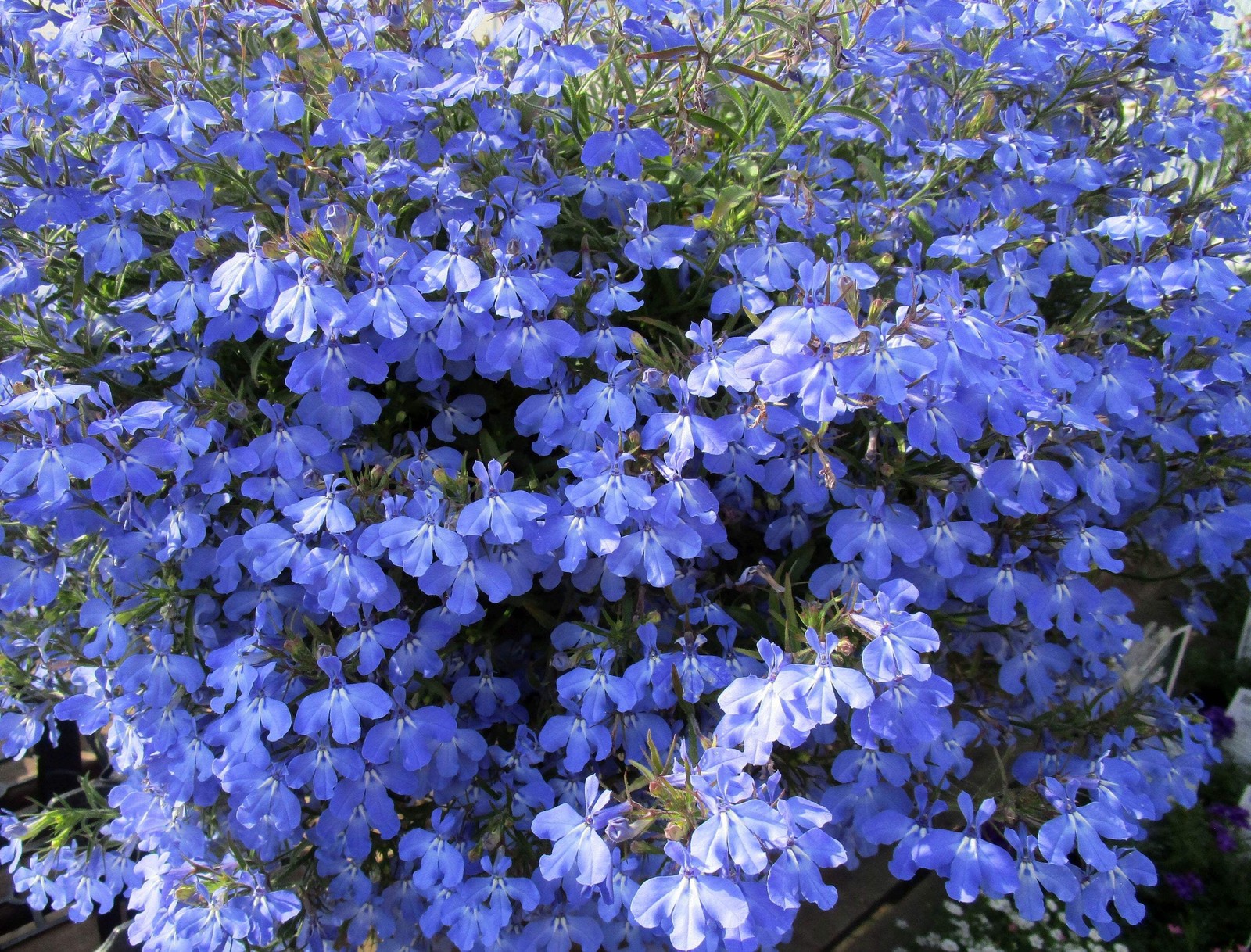 200 CAMBRIDGE BLUE LOBELIA REGATTA Erinus Flower Seeds *Comb S/H