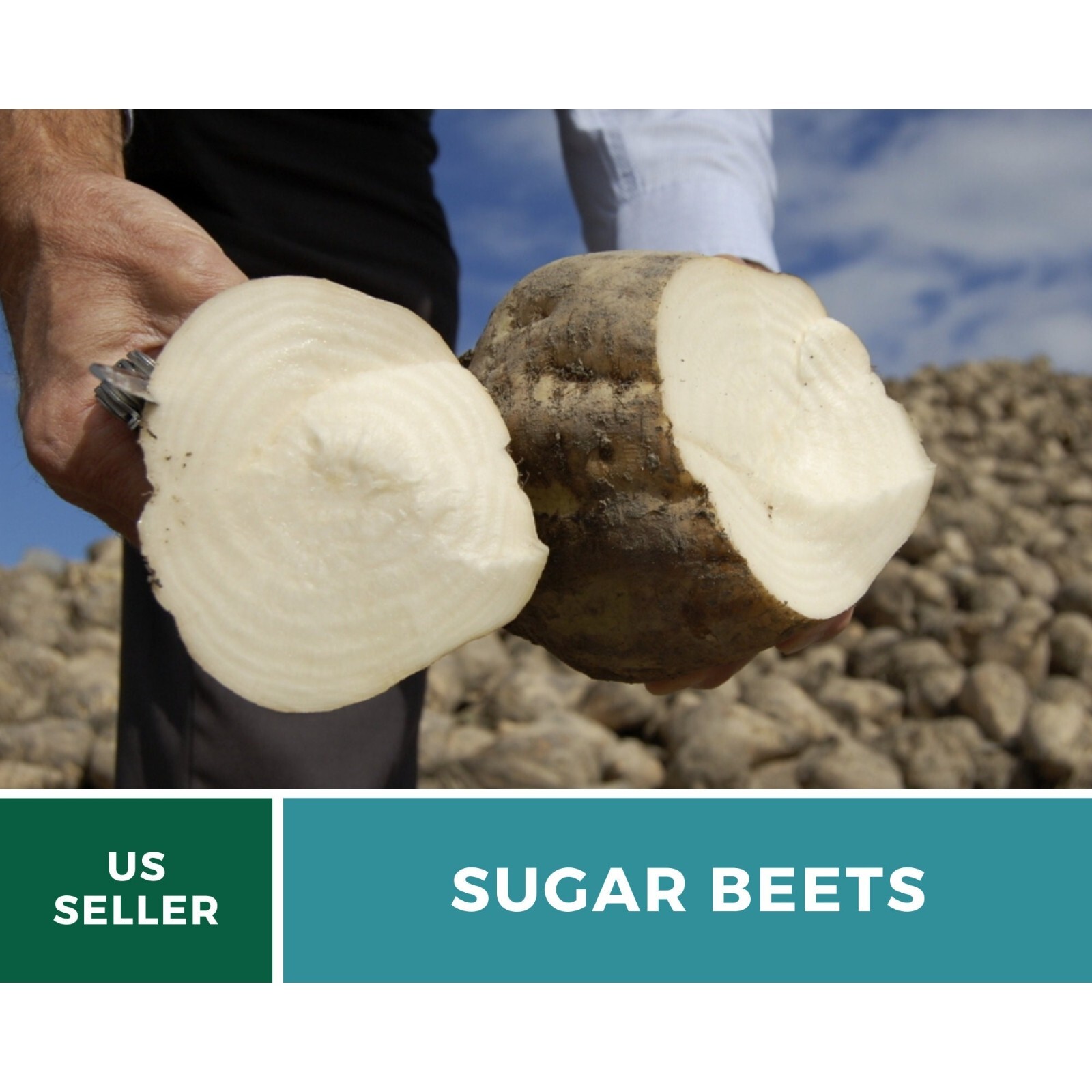 Beet, Sugar – 50 Seeds, Heirloom Vegetable (Beta vulgaris)