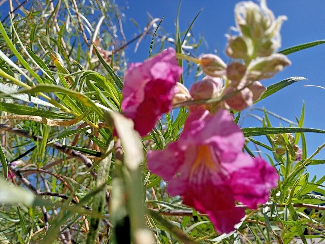 20+ DESERT WILLOW SEEDS Fresh AZ Purple Rose Orchid Drought Toler FREE SHIP