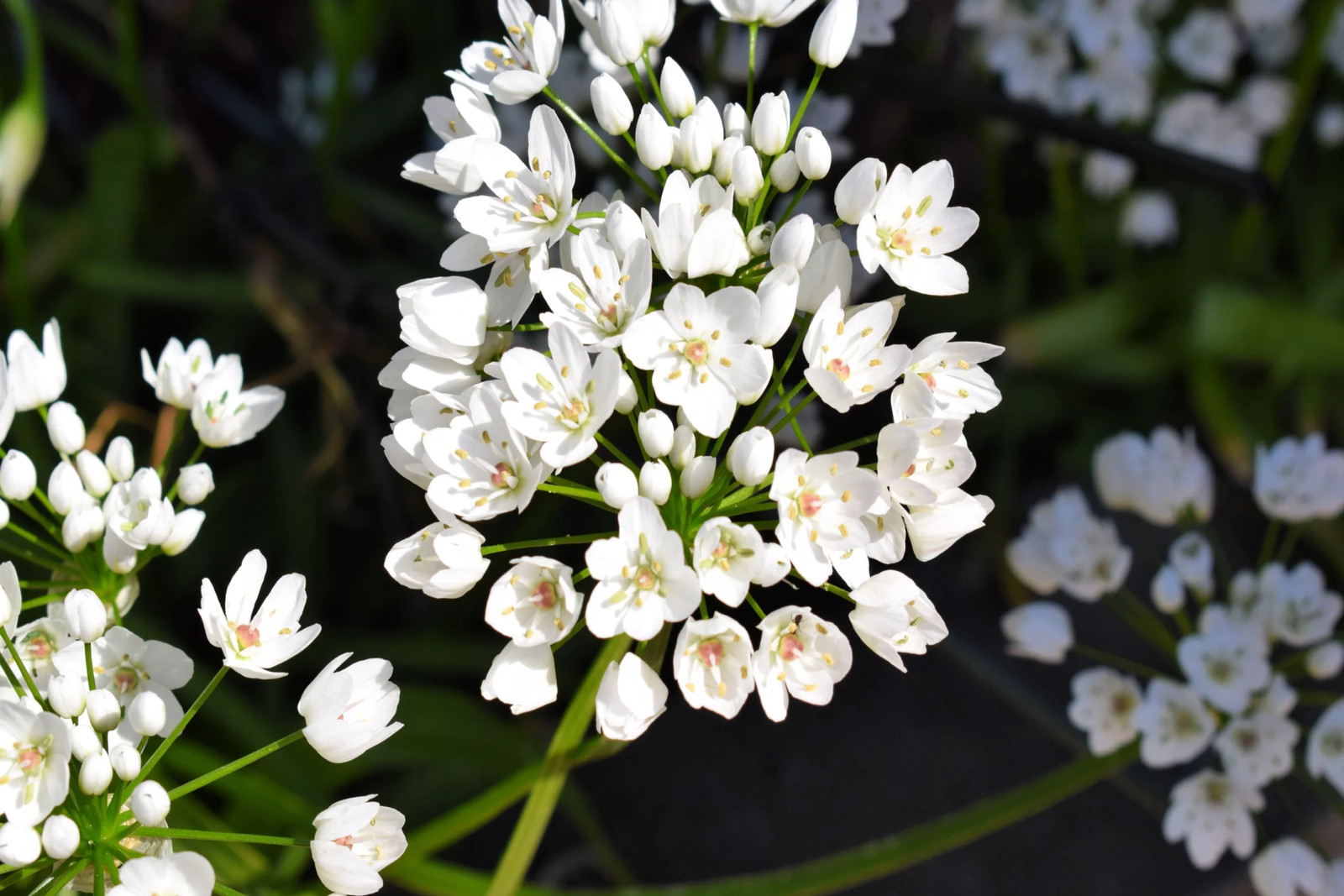 10 WHITE ALLIUM Neapolitanum Flowering or Naples Onion, Neopolitan or Daffodil G