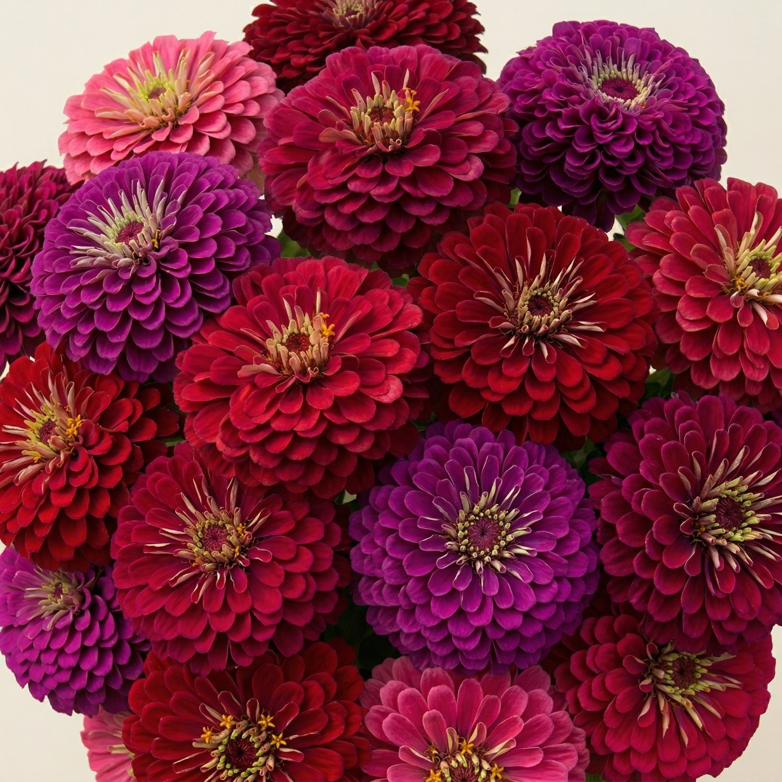 Zinnia Benary’s Giant BLACKBERRY VELVET MIX Cut Flower Huge 4-6″ Blooms 25 Seeds