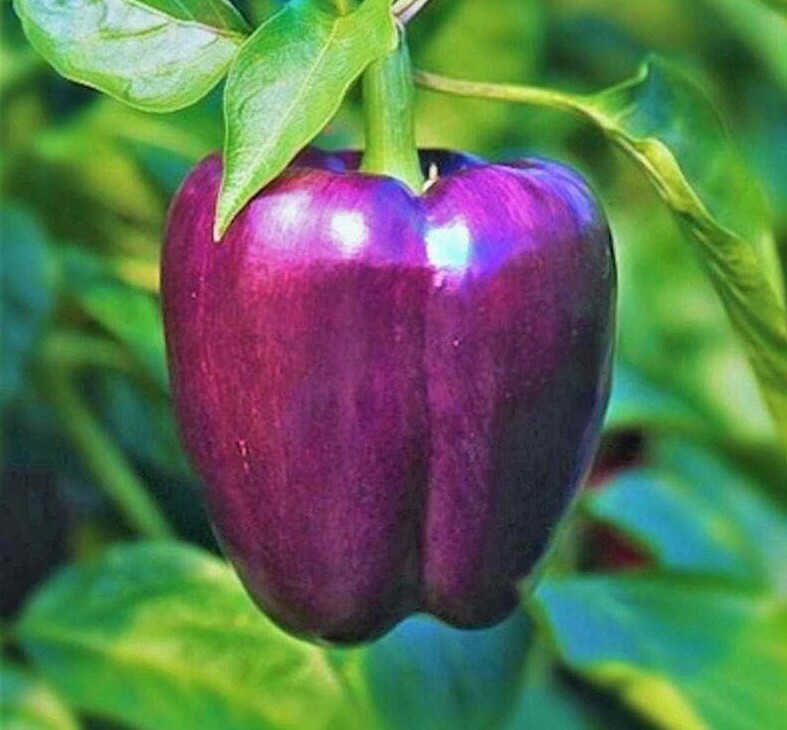 PURPLE BEAUTY BELL PEPPER SEEDS 30+ SWEET PEPPER culinary Non-Gmo FREE SHIPPING