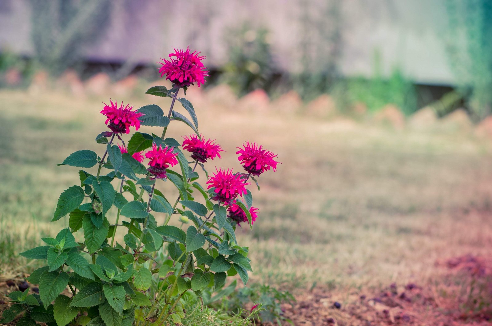 25 BEE BALM MIX Lemon Hummingbird Mint Monarda Didyma Mixed Colors Flower Seeds