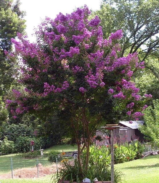 25+ PURPLE CRAPE MYRTLE TREE / SHRUB / FLOWER SEEDS / DROUGHT TOLERANT PERENNIAL