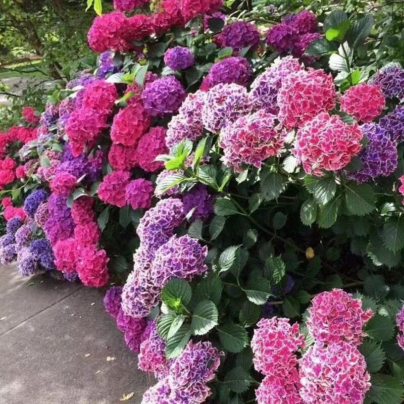 20 HYDRANGEA FLOWER SEEDS rare exotic ball bloom plant garden bush germination