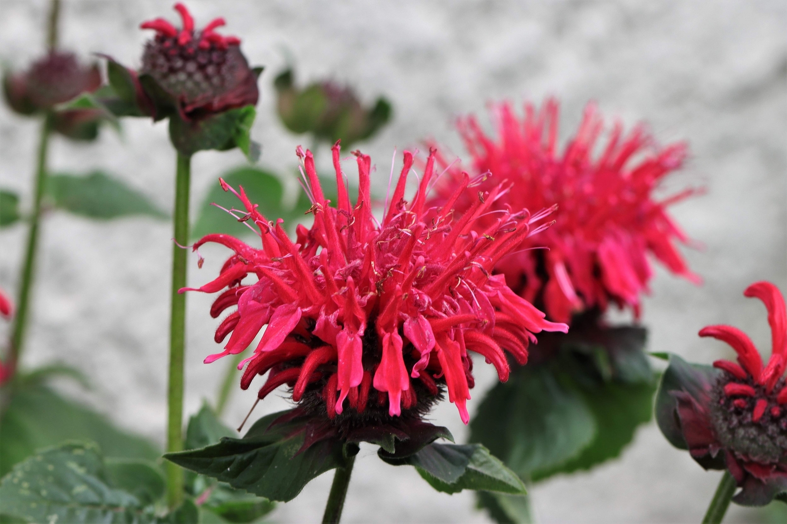 10 Panorama RED BEE BALM / MONARDA DIDYMA Oswego Tea Flower Seeds *Flat S/H
