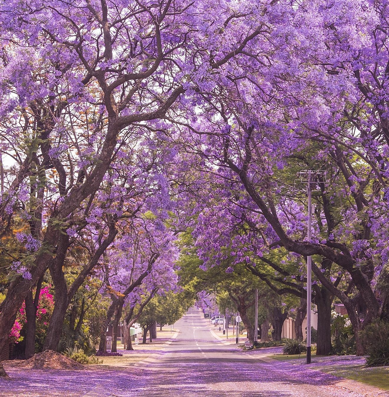 Jacaranda Purple Tree Seeds | Lavender Blue Flower Tropical Plant Tree Seed 2024