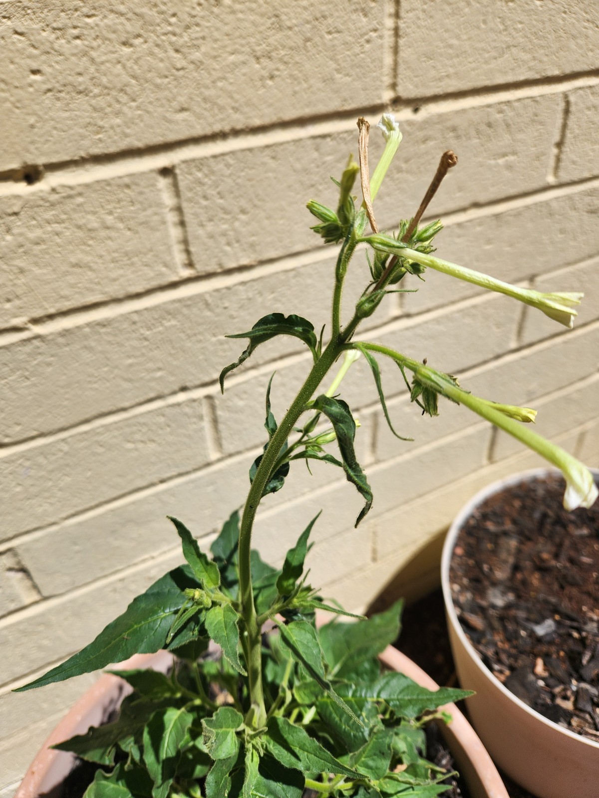Nicotiana attenuata (Coyote Tobacco) Heirloom Seeds for Planting 0.1g or 1.0g