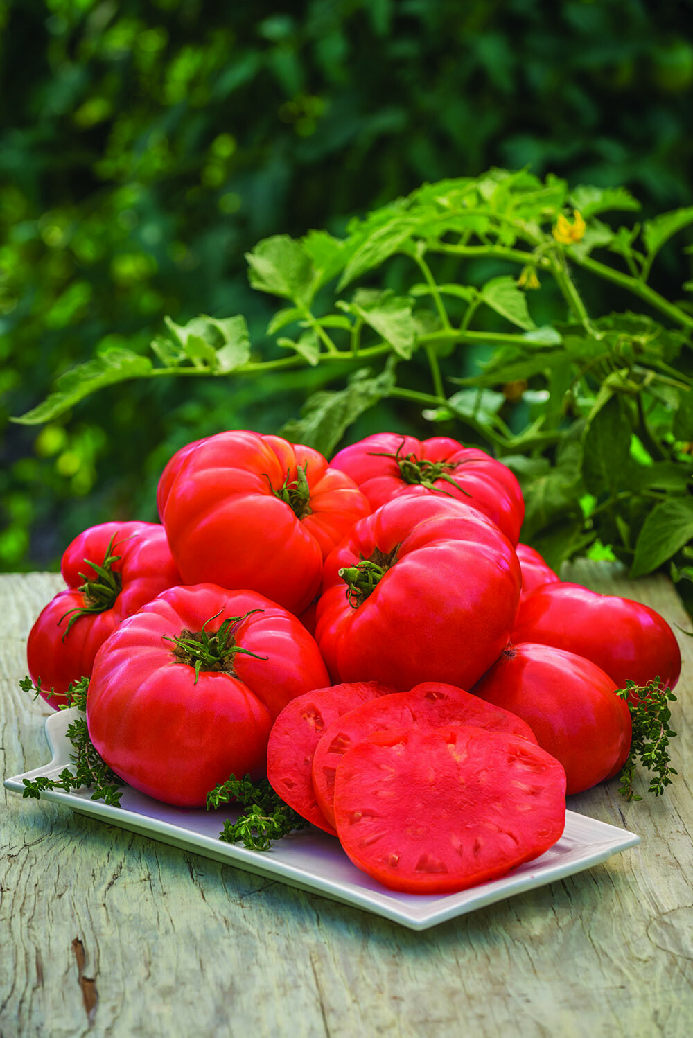 500 seeds Beefsteak Tomato Seeds | NON-GMO | Heirloom | Fresh Vegetable Seeds