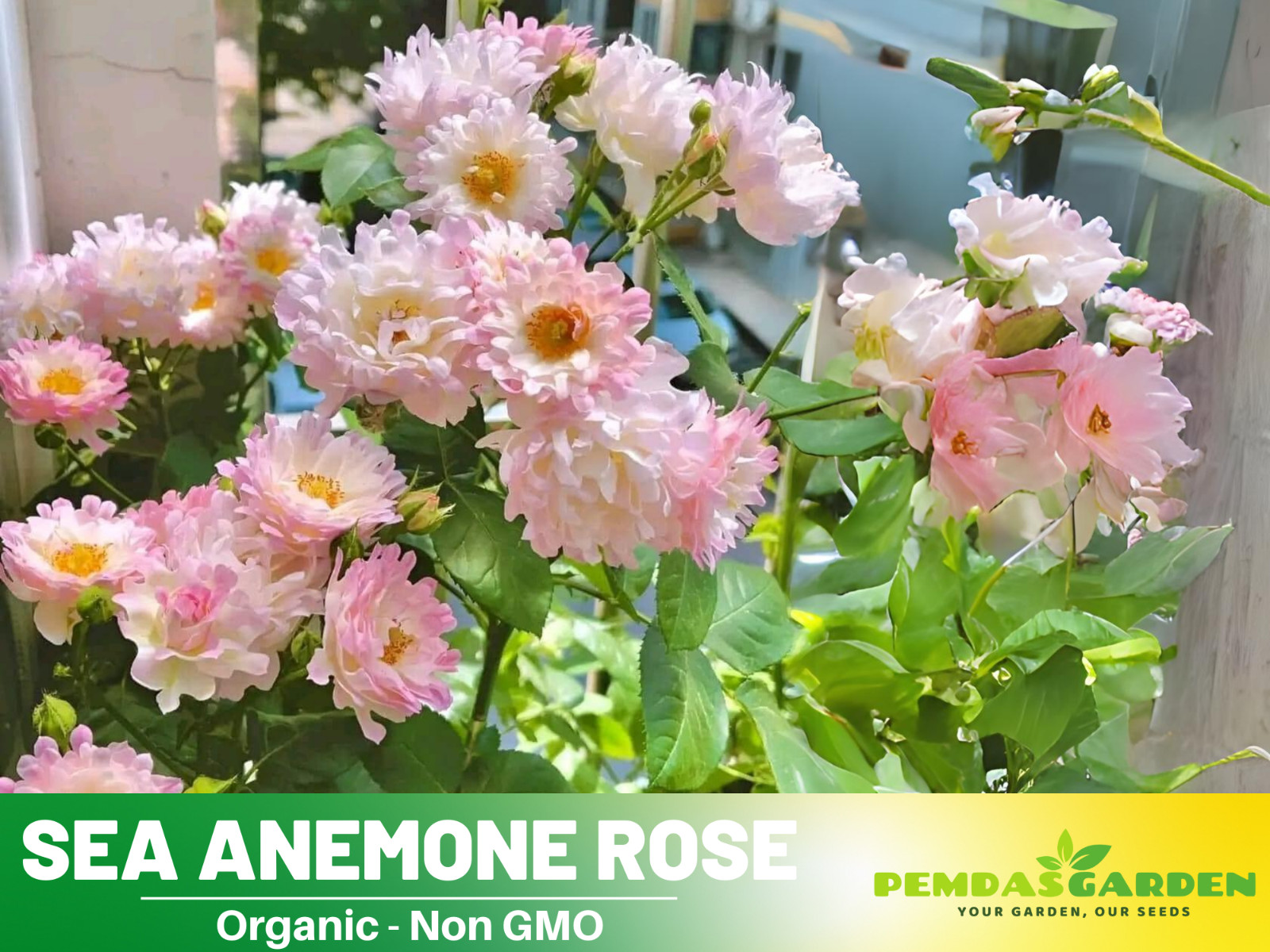 30+ Seeds| Sea Anemone Perennial Rose Seeds