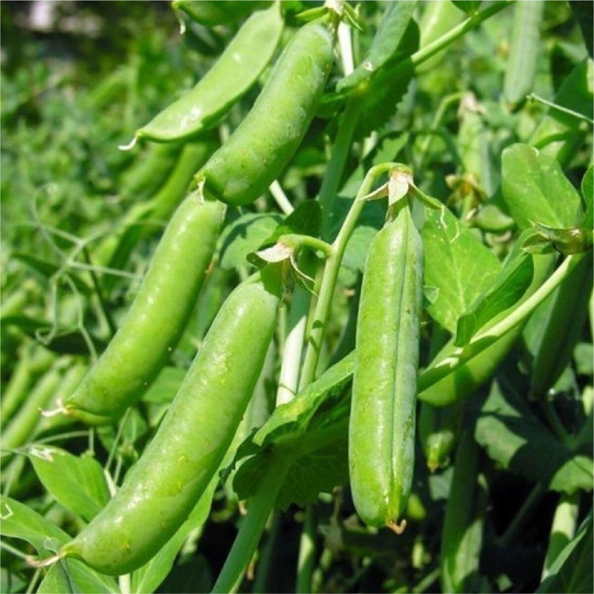 20+Super Sugar Snap Pea Seeds Green Sweet pea Garden Pea Heirloom Fresh USA
